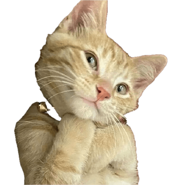 a cat looking at you with admiration
