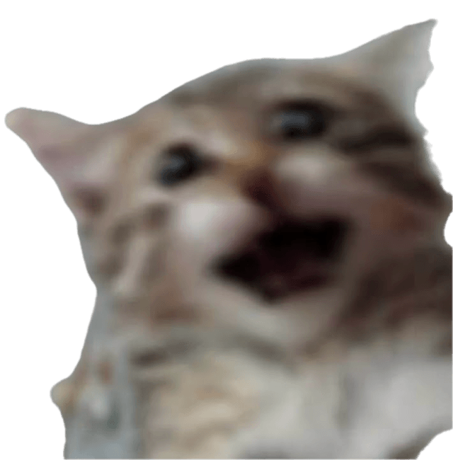 a confused cat