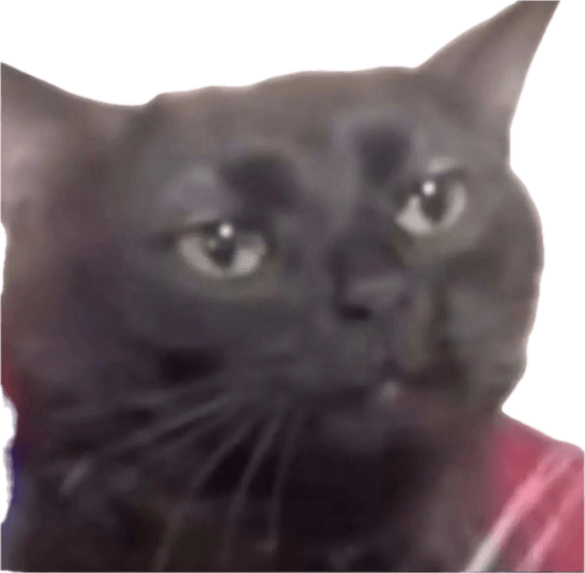a cat dissociating