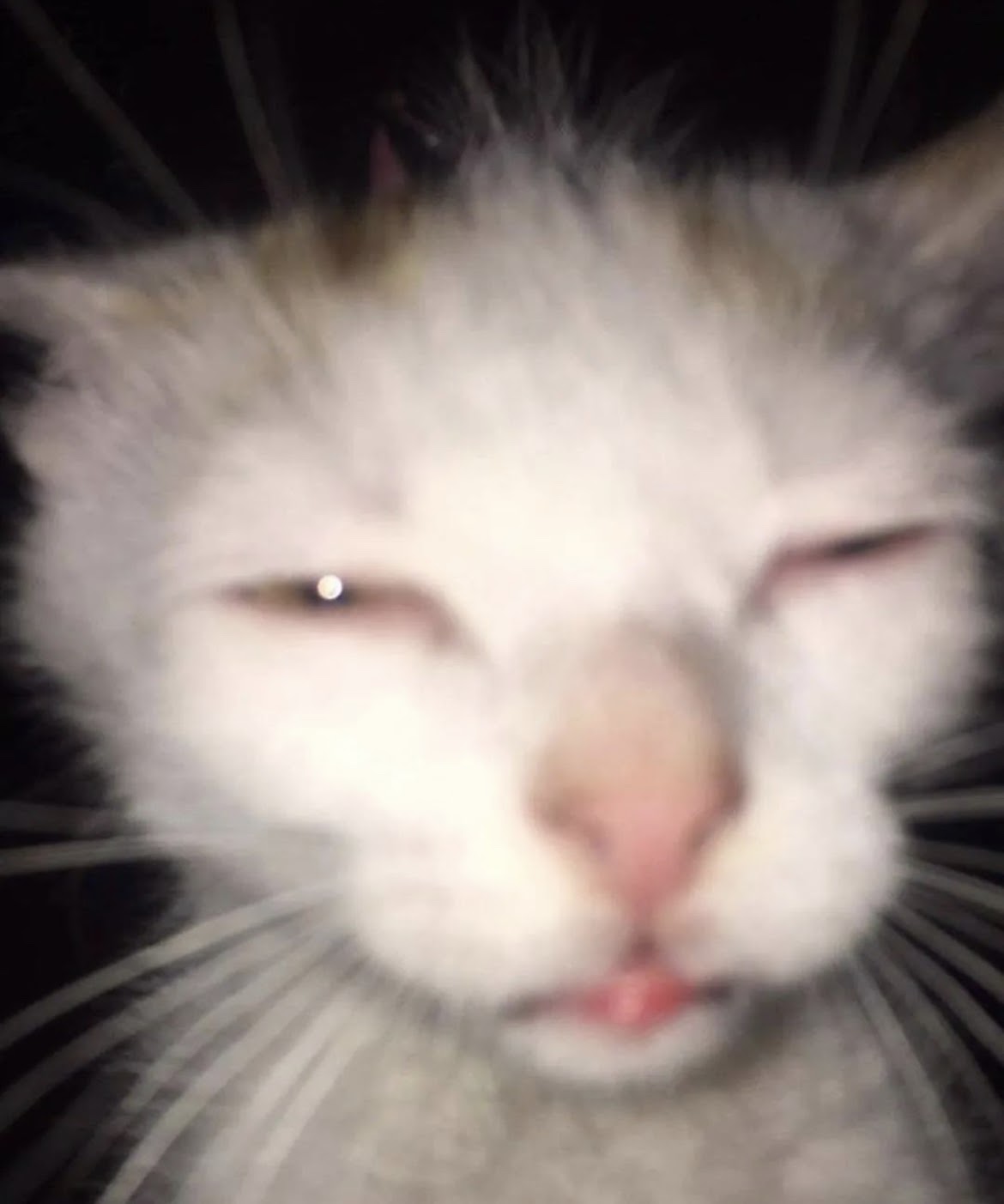 a sleepy crinkly looking cat