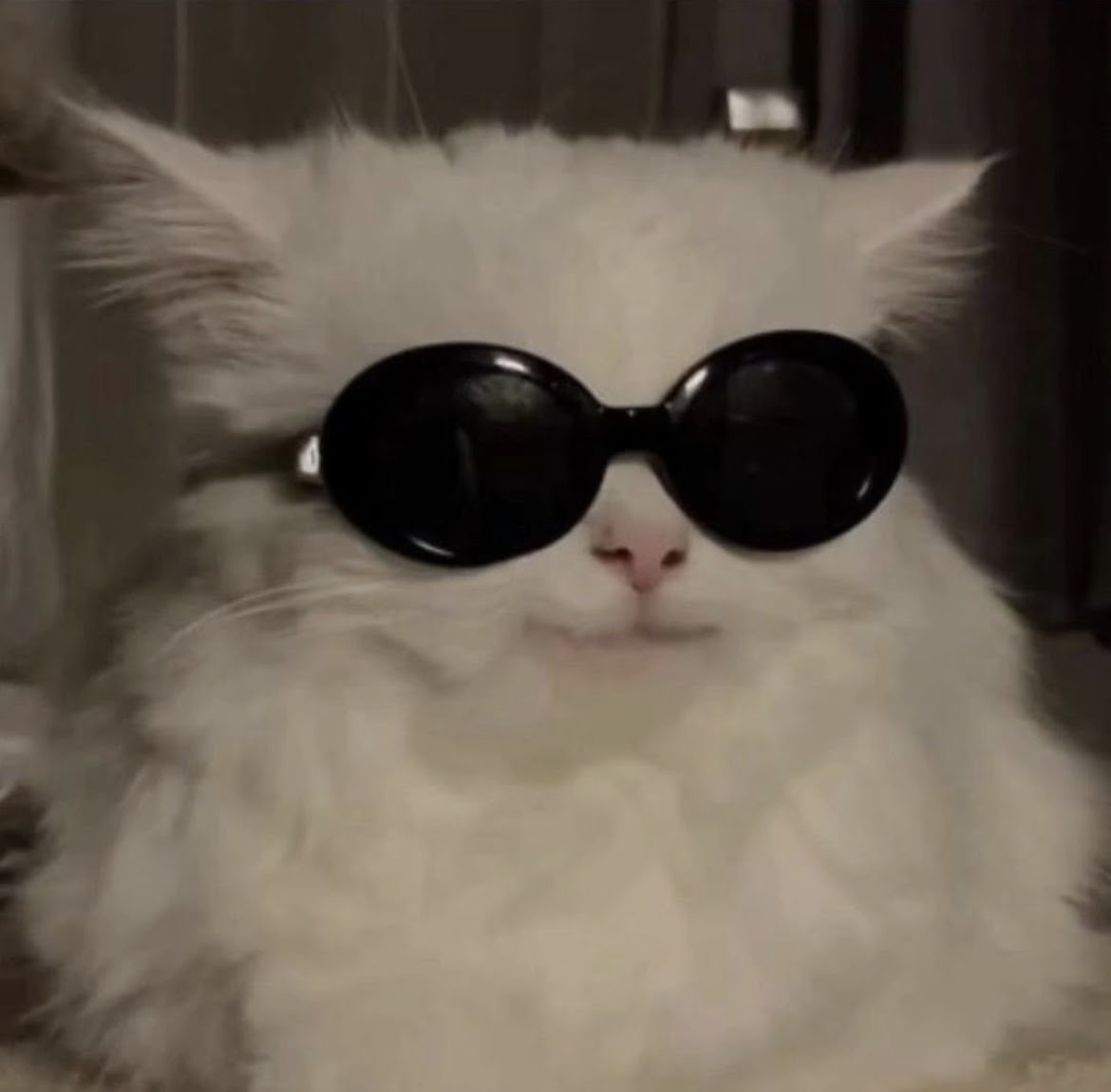 cat with goggles