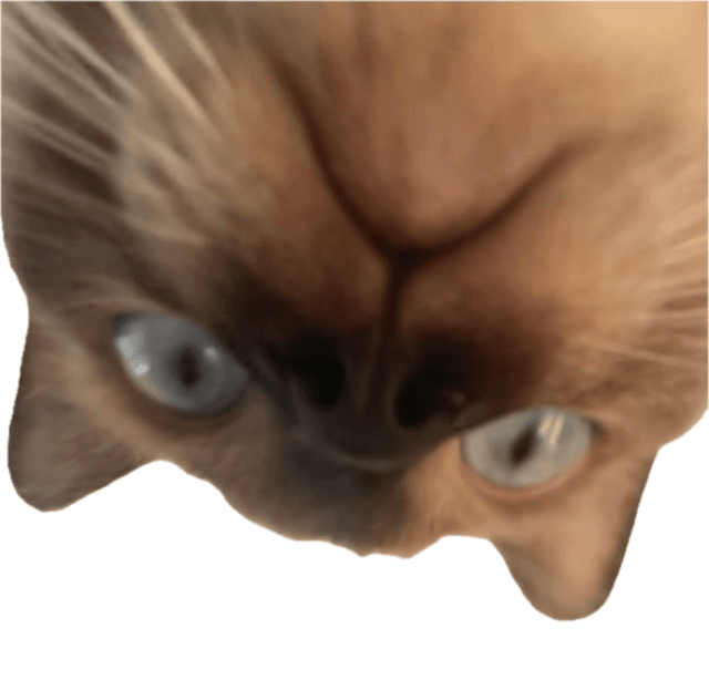 a cat peeking over the camera