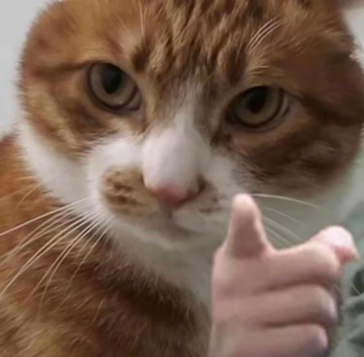 a serious cat pointing at you
