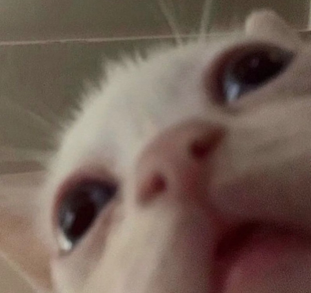 a scrunkly looking cat