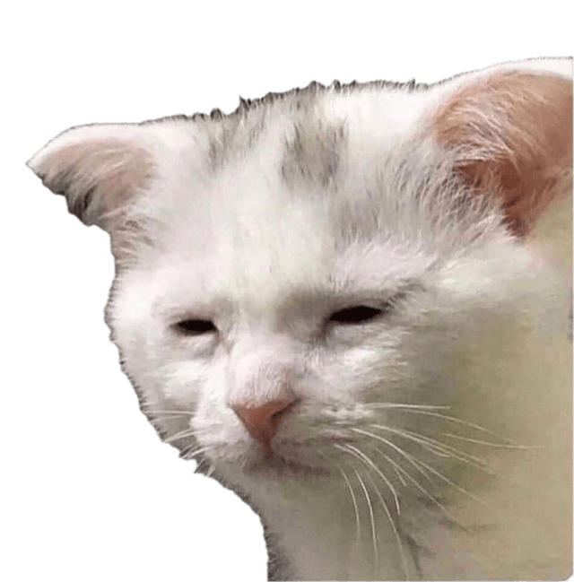 a sleepy cat