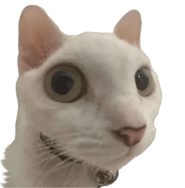 a cat staring
