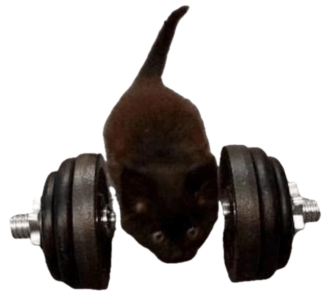 a cat with a very heavy dumbell