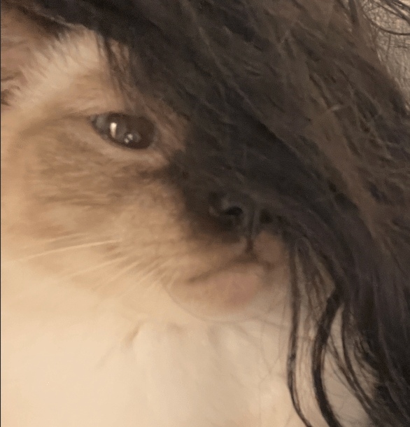 an emo cat