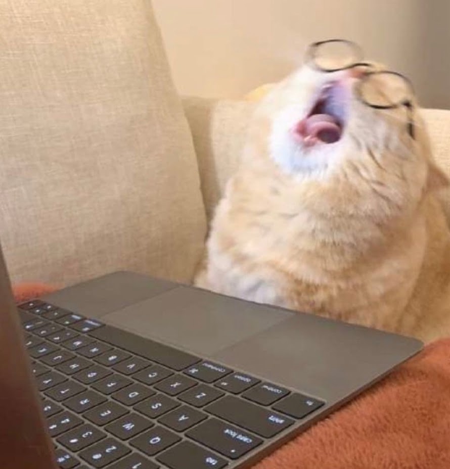 a cat in front of a laptop resolving a painful merge conflict