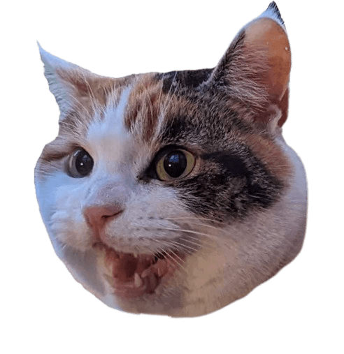 a cute sassy italian cat with an angry/shocked face