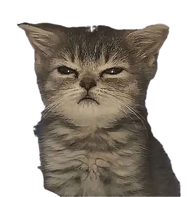 a cat that is not amused
